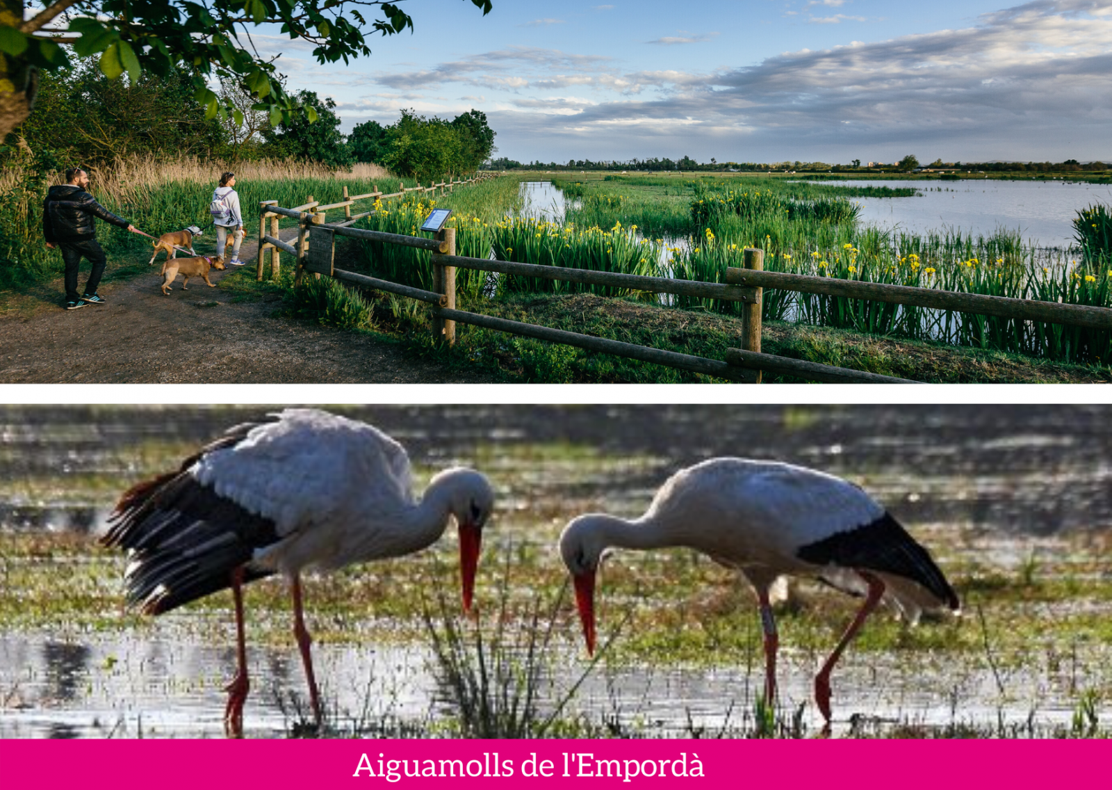 Aiguamolls d'Empordà